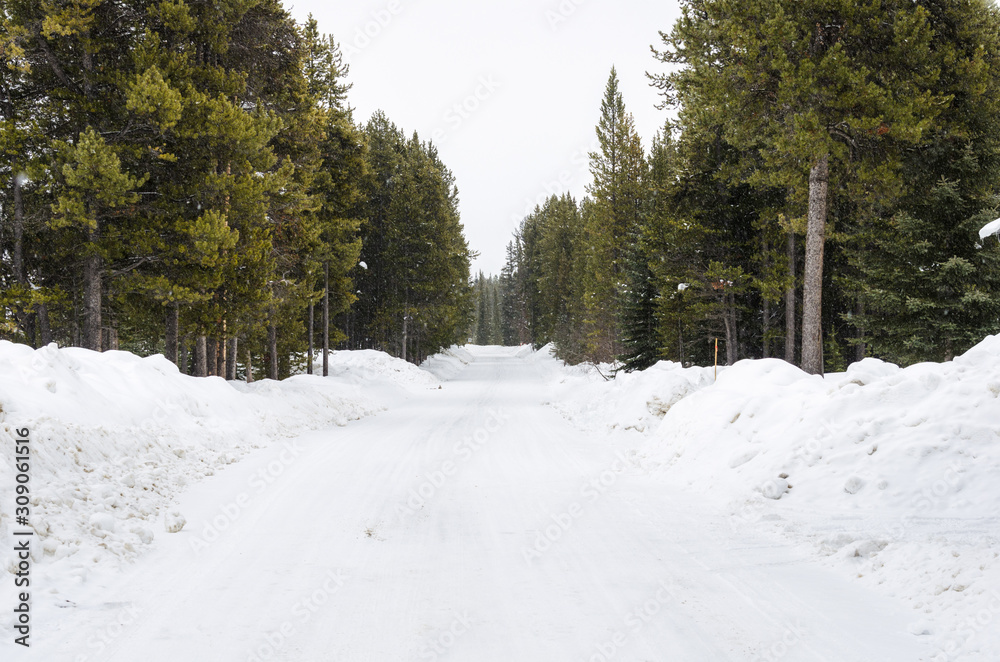 Naklejka premium Empty forest road covered in snow during a snowstorm. Treacherous driving conditions.