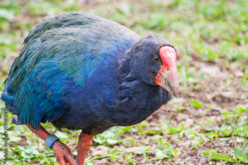 NZ native flightless bird the Takahe. Was considered extinct but found in 1948 in Fiordland. Currently threatened, vulnerable status. Strong red beak, iridescent blue green feathers. Grassy background