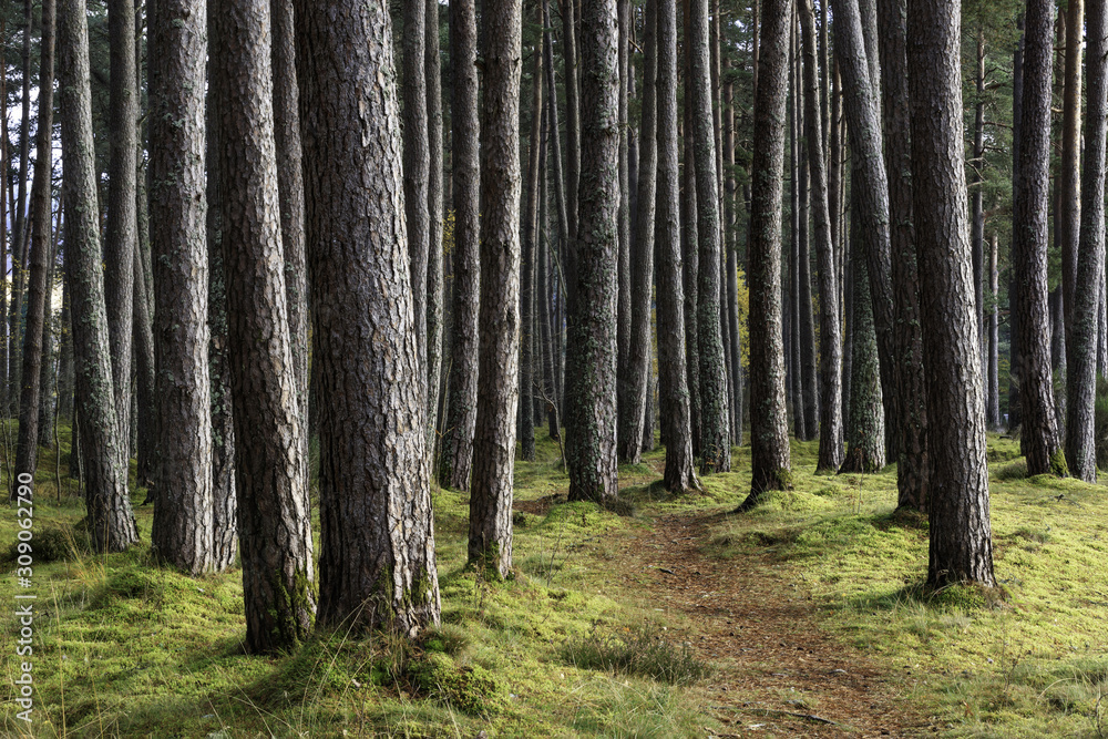 Fototapeta premium Pine forest
