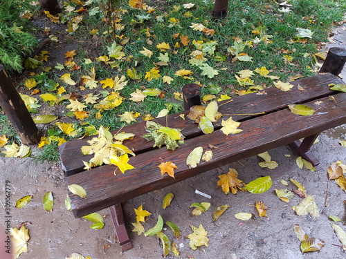 Autumn bench under the leaves