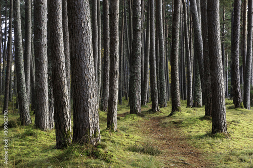 Pine forest