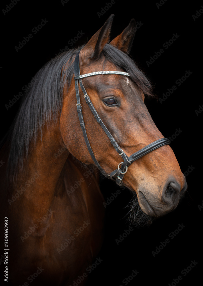 Black Photo Portrait of a friendly looking Dutch warmblood dressage horse looking to the right, isolated on a black background