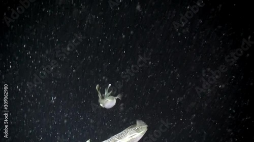 School flock of sea cuttlefish and squid underwater in the night waters of the ocean. Group fish of one species in underwater marine life world of Philippine Sea. Squba diving. photo