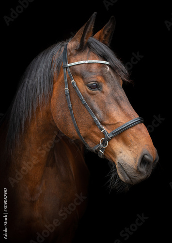 Black Photo Portrait of a friendly looking Dutch warmblood dressage horse looking to the right, isolated on a black background