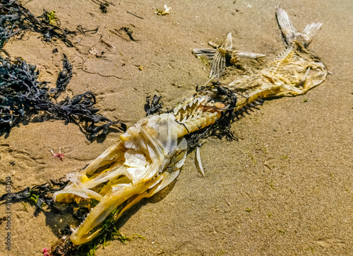 washed ashore fish skeleton, death fish on the coast, Remains of a fish with sharp teeth photo