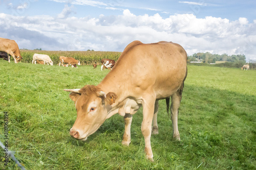 Caramel color cow. A herd of cows in the pasture. Farm in France. Artiodactyl cattle. Rural landscape. Dairy animals. Cow's milk. Cattle on a green meadow.