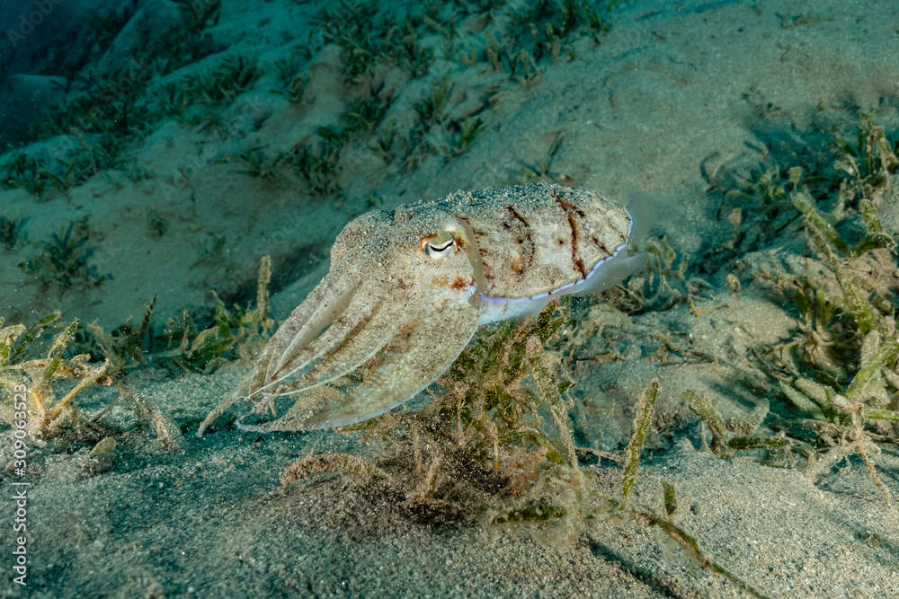Squid in the Red Sea Colorful and beautiful, Eilat Israel Squid in the Red Sea Colorful and beautiful, Eilat Israel