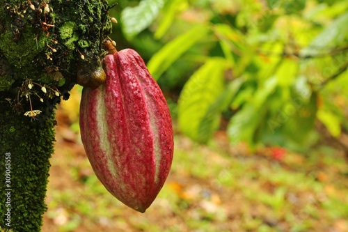 Fresh natural Cacao Plant at an organic plantation in Costa Rica