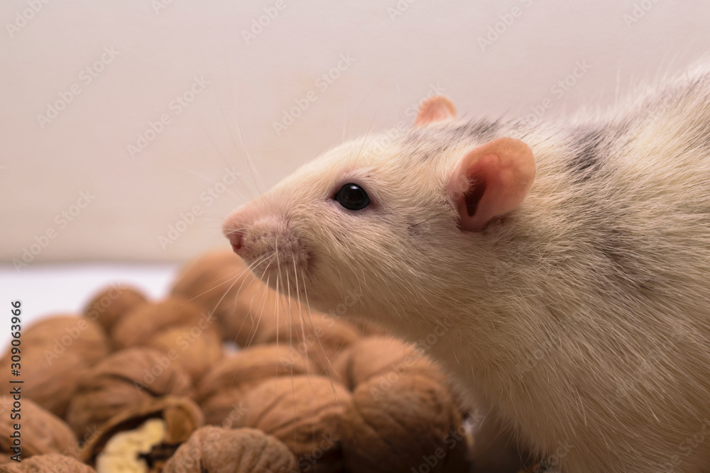White decorative rat with walnuts. White decorative rat with walnuts.