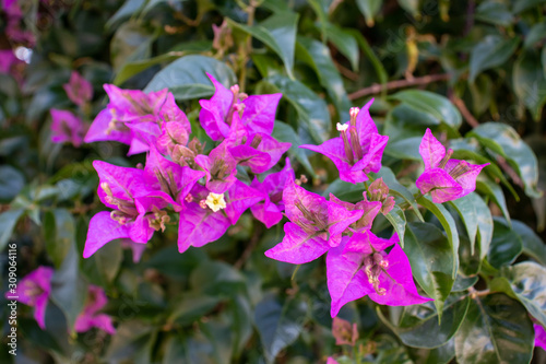 Blooming purple or violet bougainvillea flowers.  Floral background