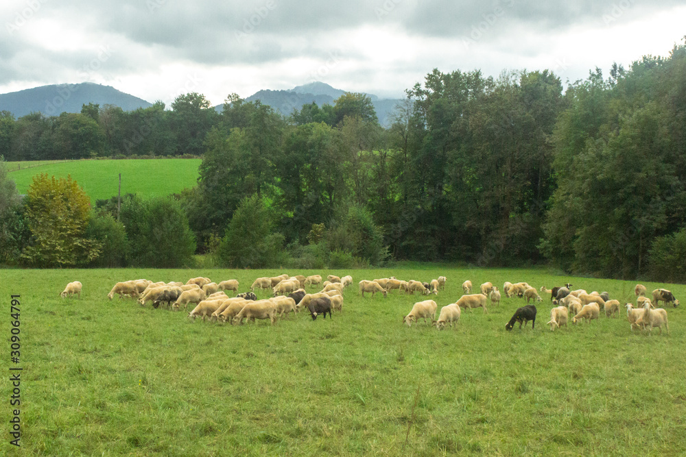 Fototapeta premium Flock of sheep. Artiodactyl animals in the pasture. Green meadow. Sheep, rams and lambs. Rural landscape. White sheep's wool. Livestock grazing on nature.