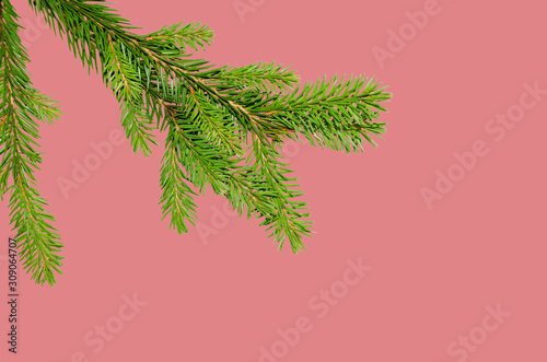 A branch of green spruce on a pink background. Isolate