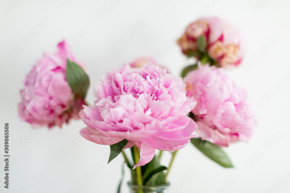 Bright pink peonies in vase on table, white background Bright pink peonies in vase on table, white background