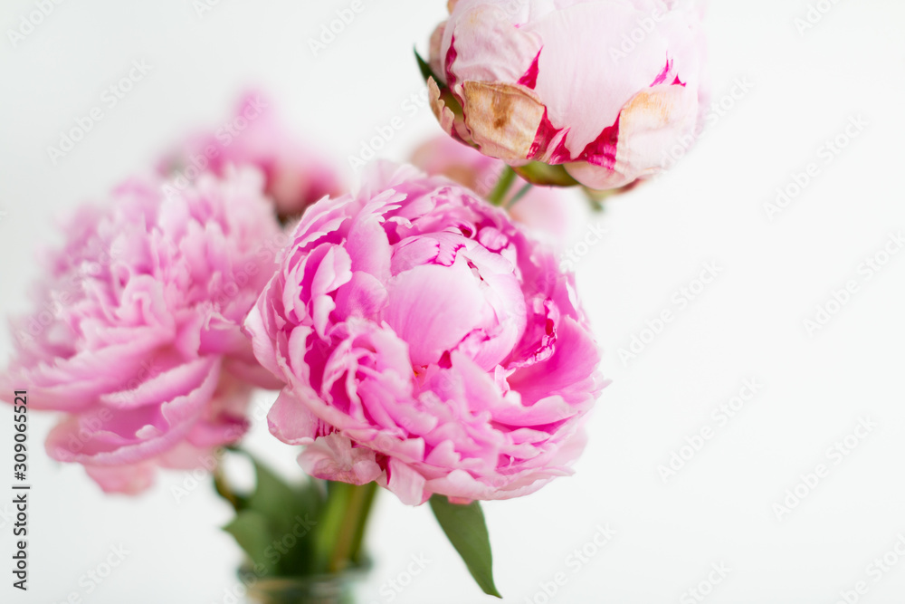 Bright pink peonies in vase on table, white background Bright pink peonies in vase on table, white background