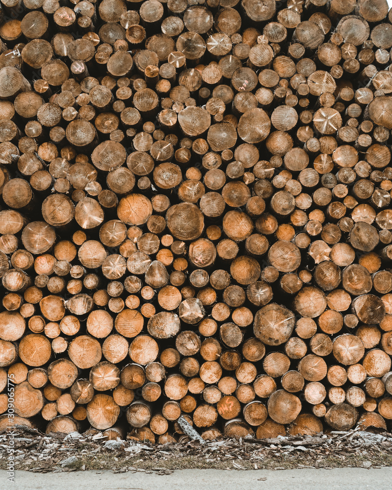 Wood stack log pile texture of cut round trees tree slices