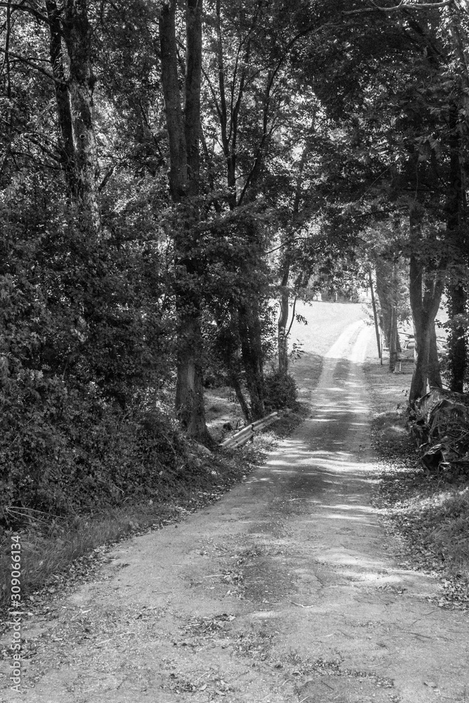 Naklejka premium The road goes into the distance. Winding path. Green tourism. Hiking in the nature. Camino de Santiago. Walk among the fields and trees. Road up to the sky. Country road with traces of cars.