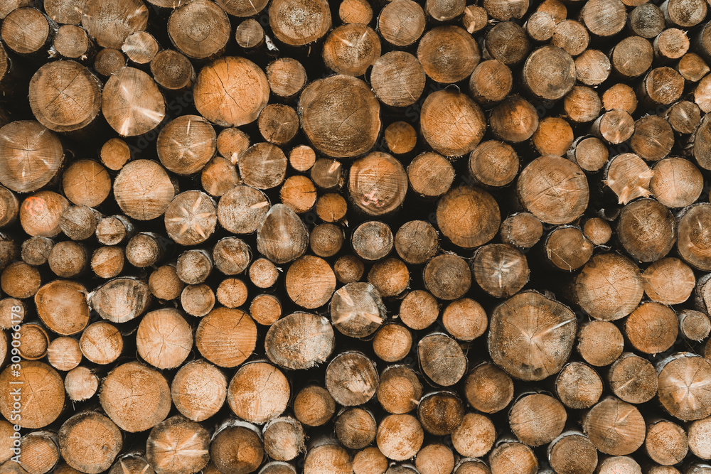 Wood stack log pile texture of cut round trees tree slices