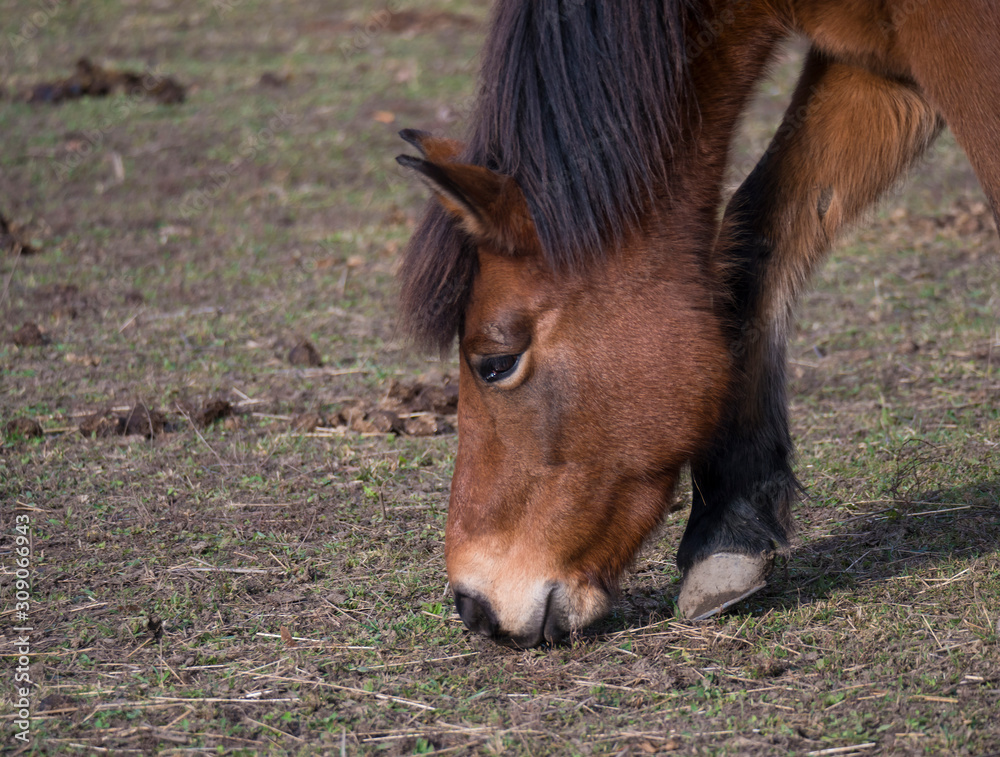 close up head of ginger brown horse grazing eating grass on dirt meadow in late autumn in Prague park, focus on eye. close up head of ginger brown horse grazing eating grass on dirt meadow in late autumn in Prague park, focus on eye.