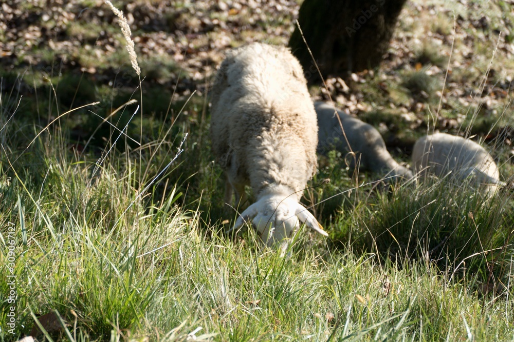 Fototapeta premium sheep on a pasture in green grass
