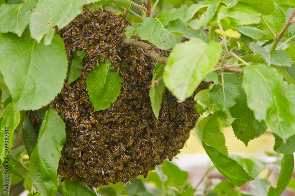 swarm of bees builds honeycomb, Pranjani, Serbia swarm of bees builds honeycomb, Pranjani, Serbia