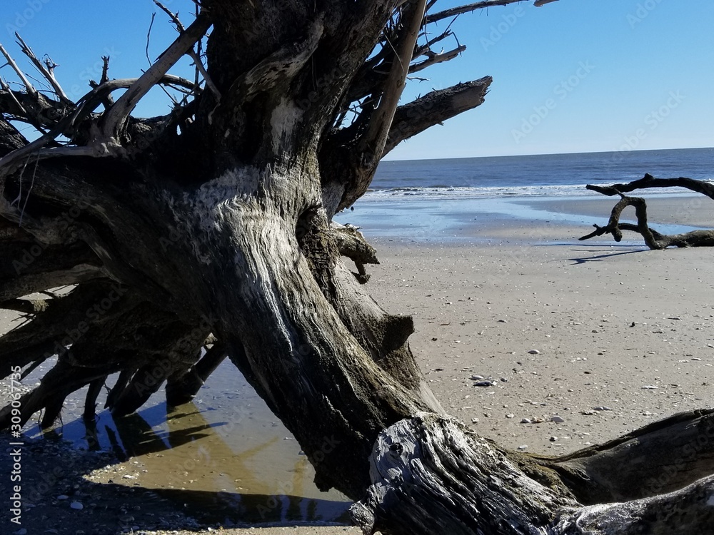 tree, beach, water, landscape, sky, nature, sea, ocean, wood, dead, sand, driftwood, desert, old, blue, trunk, lake, coast, travel, summer, trees, shore, root, river, sunset tree, beach, water, landscape, sky, nature, sea, ocean, wood, dead, sand, driftwood, desert, old, blue, trunk, lake, coast, travel, summer, trees, shore, root, river, sunset
