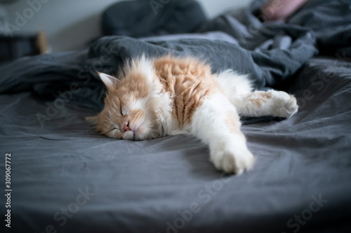 sleepy fawn white ginger maine coon cat sleeping in bed of cat owner