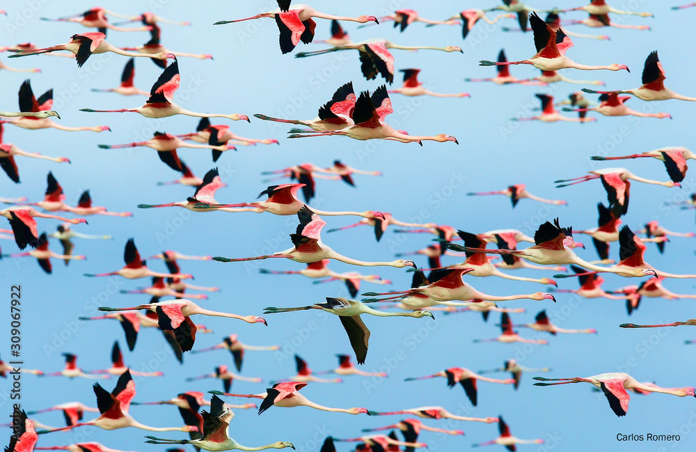 El vuelo de las aves El vuelo de las aves