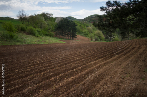 Wallpaper Mural cultivated land prepared for sowing, Teočin, Serbia Torontodigital.ca