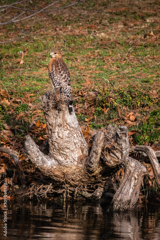 Red-shouldered Hawk Red-shouldered Hawk