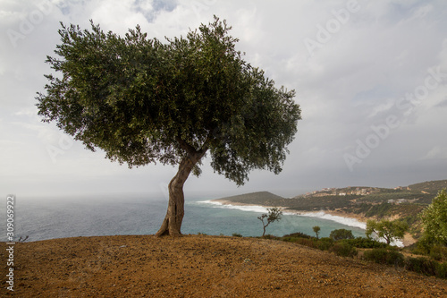 a lone olive tree on the seashore