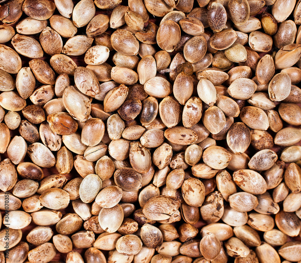 Cannabis seeds background. Top view. Cannabis seeds background. Top view.