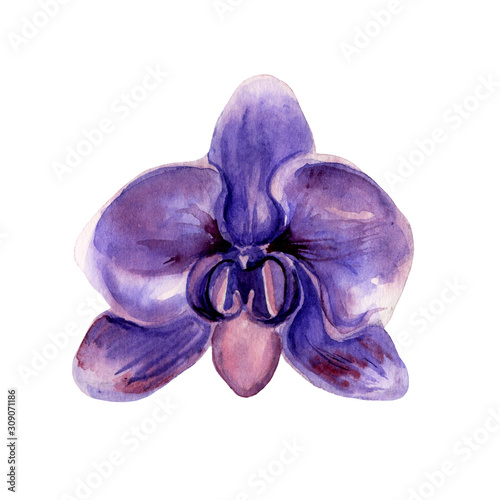 Watercolor hand painted illustrtion of violet orchid flower. Bright tropical artwork for trendy design. photo