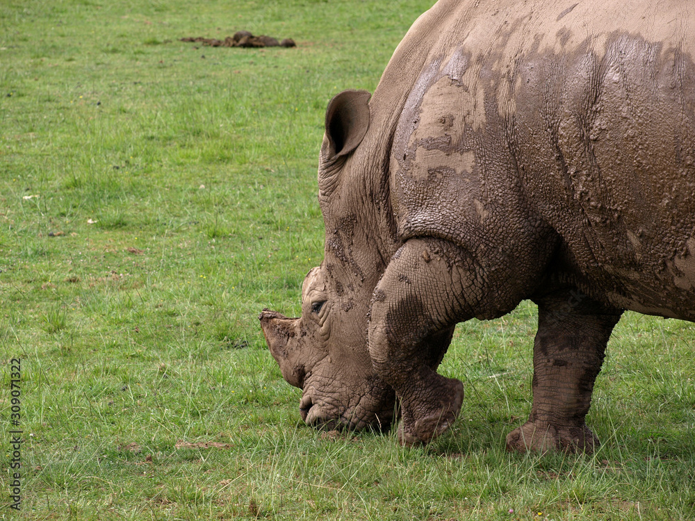 Fototapeta premium Rhinoceros grazing quietly at sunset