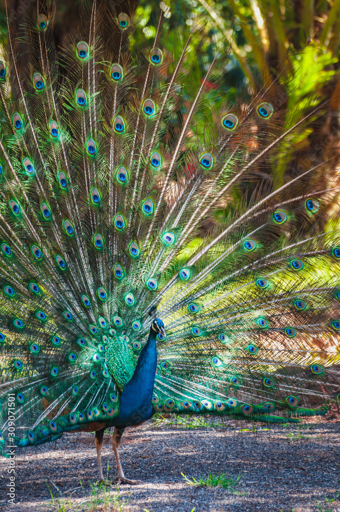 Obraz premium Peacock making his wheel with his beautiful plumage