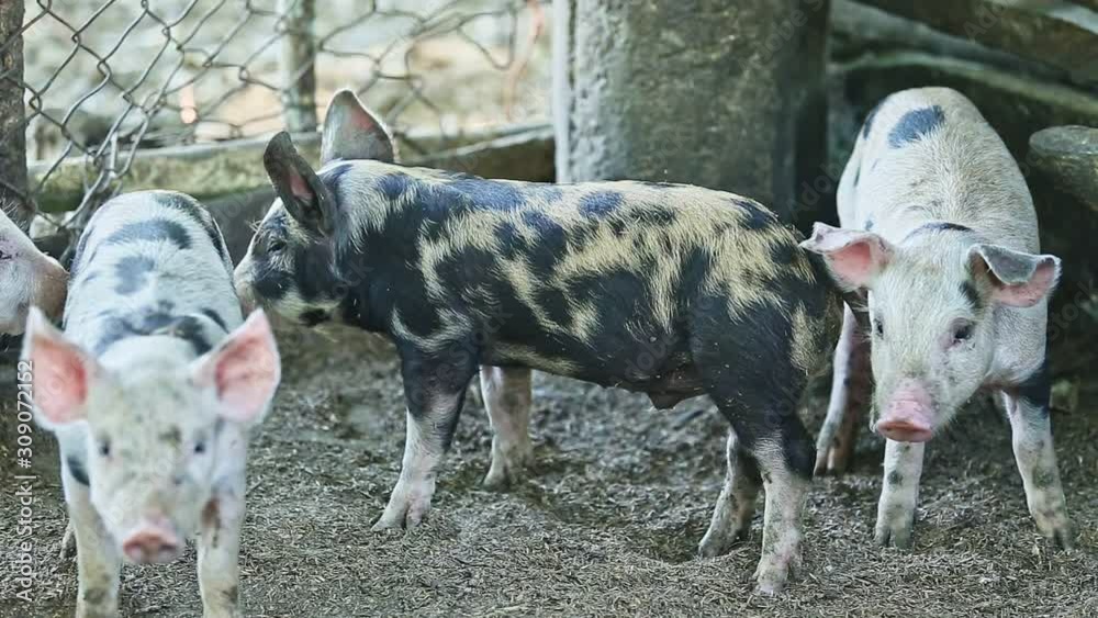 closeup group of spotted little domestic piggies standing closeup group of spotted little domestic piggies standing