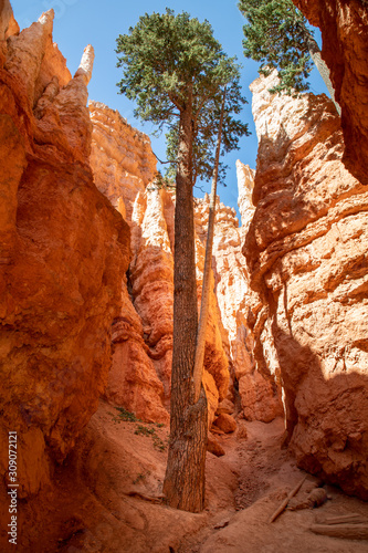 Single tree in the Wall Street, Bryce Canyon Utah