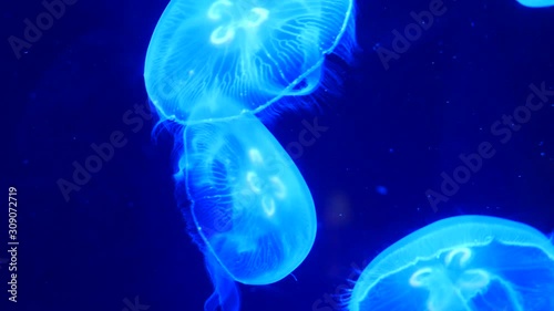 美ら海水族館のクラゲ