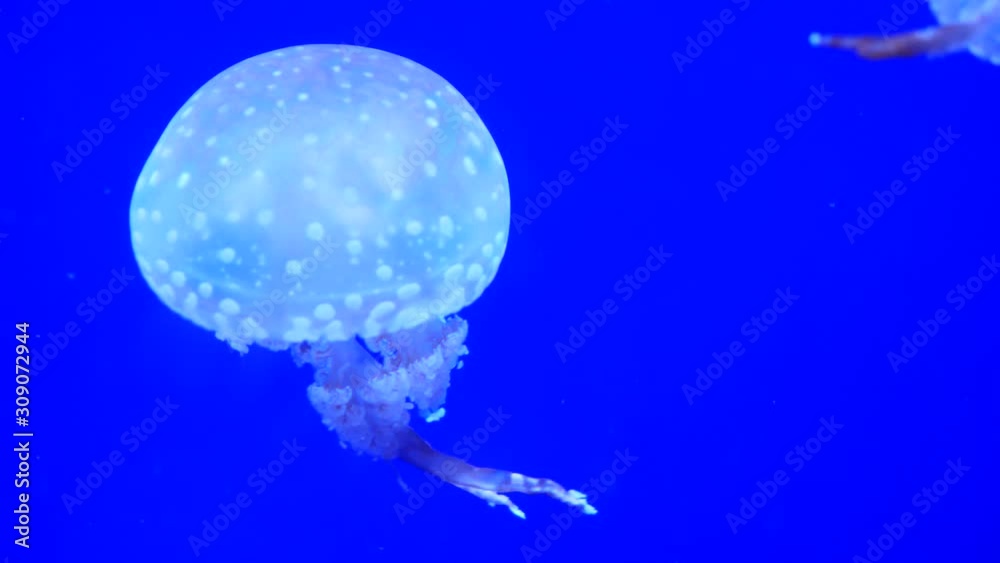 美ら海水族館のクラゲ
