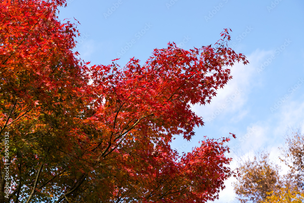 東京都八王子市の紅葉　東京都八王子市　日本