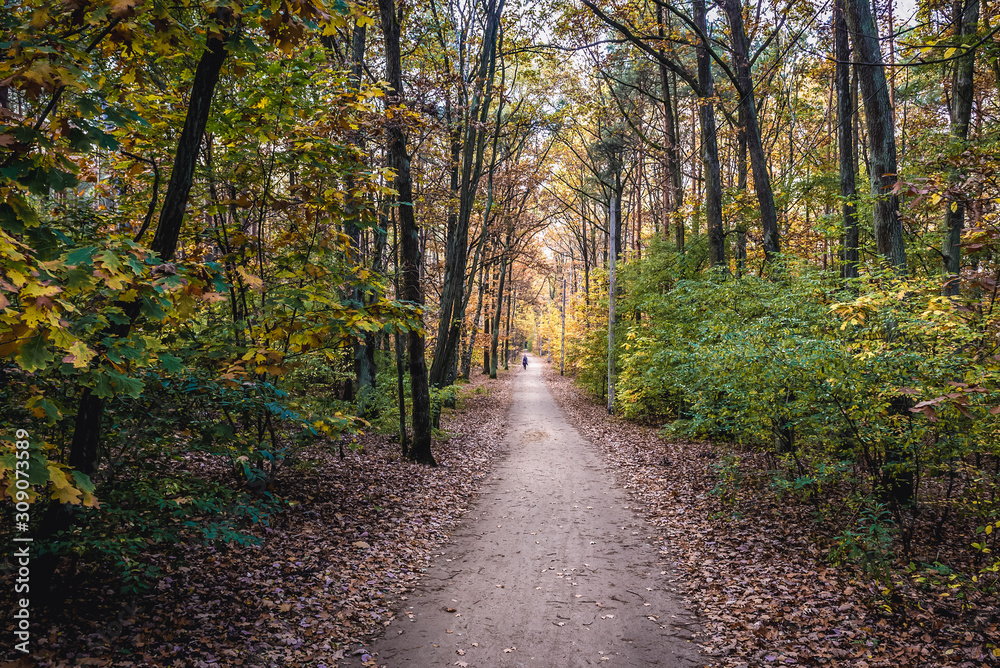 Forest path in Kampinos National Park near Warsaw city in Poland Forest path in Kampinos National Park near Warsaw city in Poland
