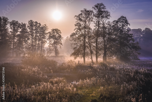 Early autumnal morning on the edge of Kampinos Forest near Gorki village in Mazowieckie region of Poland