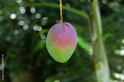 Beautiful mangoes on the tree  delicious  juicy.