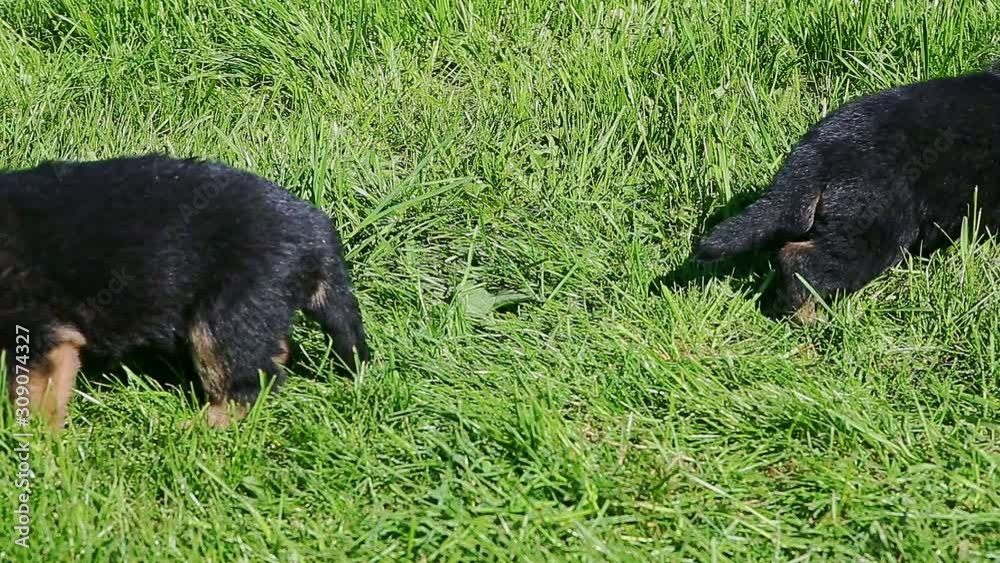 two black german shepherd puppies walk in green grass two black german shepherd puppies walk in green grass