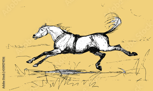 vector isolated graphic drawing, horse galloping across the field