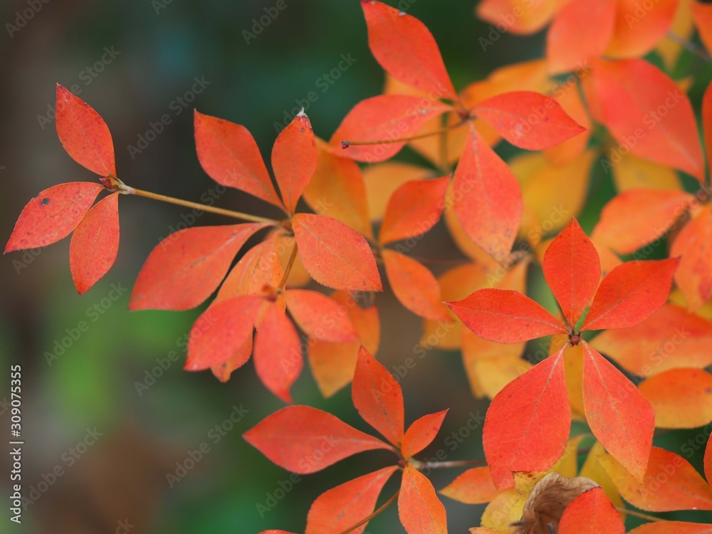 ドウダンツツジの紅葉 ドウダンツツジの紅葉