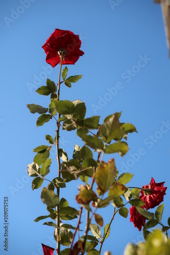 red rose on blue sky