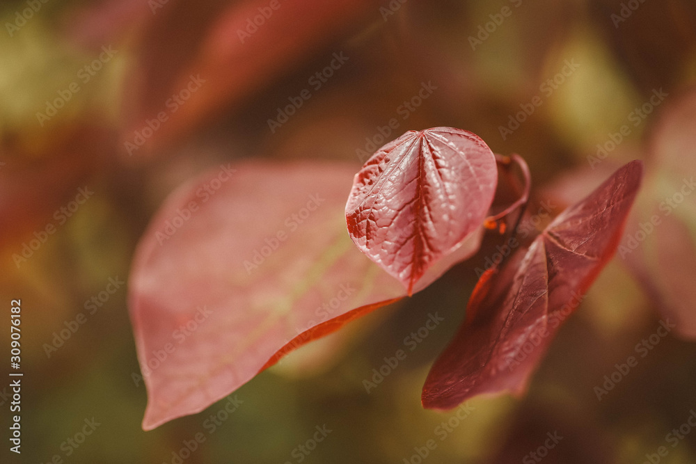 Forest pansy,  Cercis canadensis (redbud) striking red foliage shrub in cottage garden