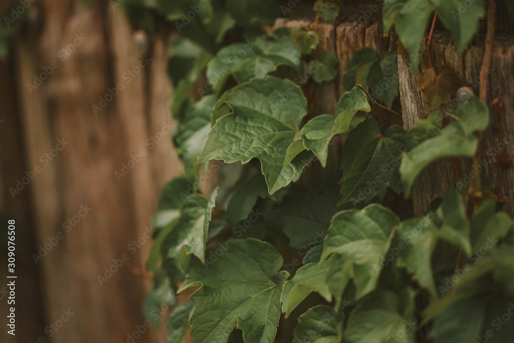 Boston ivy climbing plant growing on wooden wall in country cottage garden Boston ivy climbing plant growing on wooden wall in country cottage garden