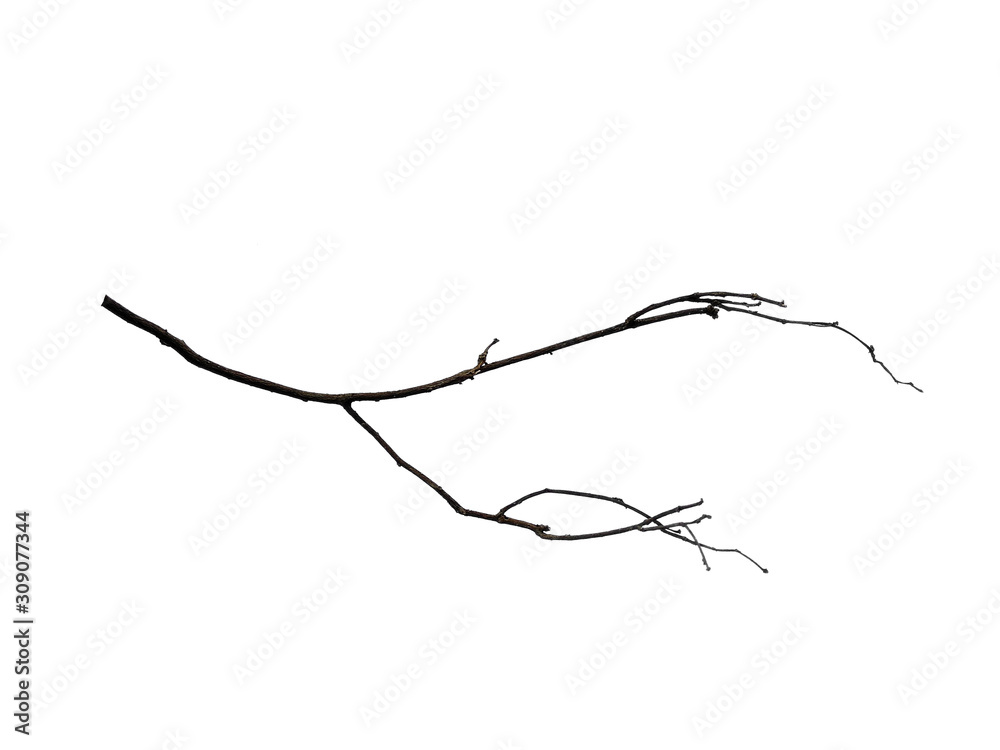 Tree branches set isolated on white background. Wood pile or tree sticks isolated on white background. Twigs, set macro dry branches birch isolated on white background, with clipping path.