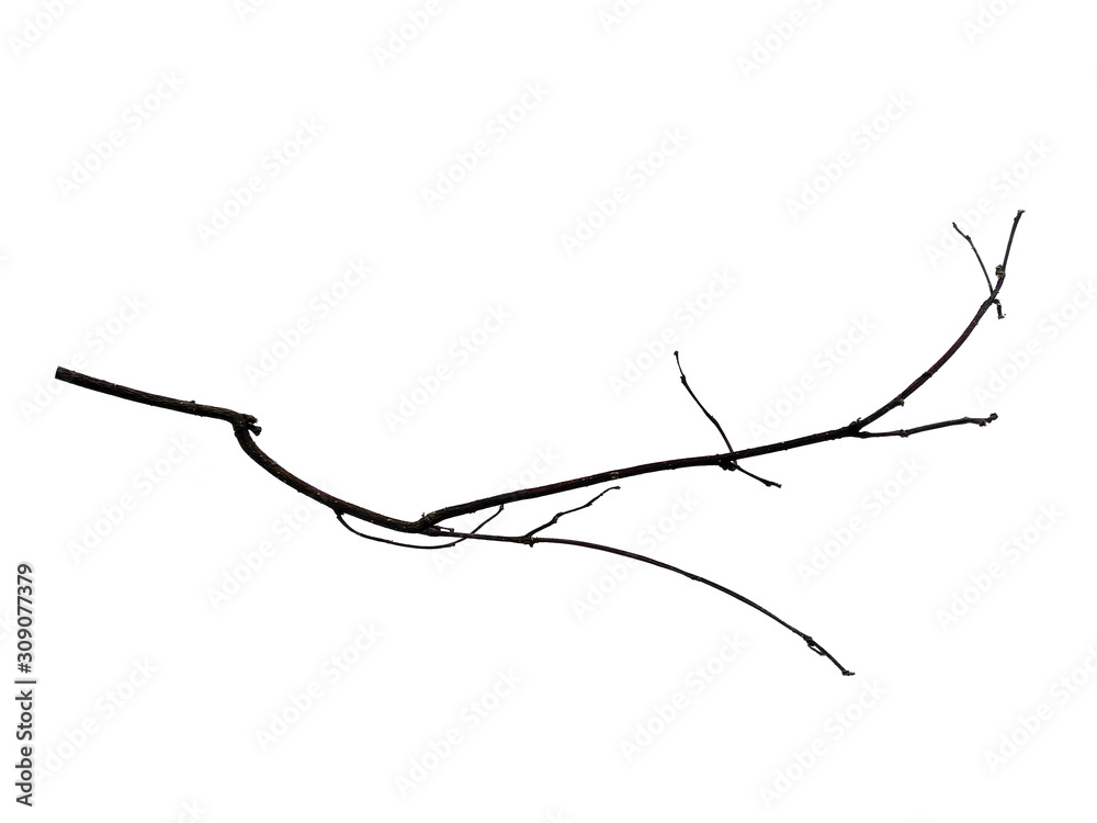 Fototapeta premium Tree branches set isolated on white background. Wood pile or tree sticks isolated on white background. Twigs, set macro dry branches birch isolated on white background, with clipping path.